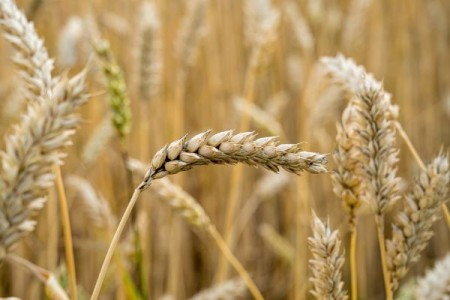 Petre Daea: Fondul Mutual destinat sprijinirii fermierilor va putea fi functional de anul viitor