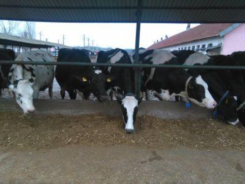 Ce sume vor fi alocate in Campania 2018, pentru crescatorii de animale