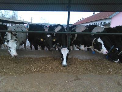 Ce sume vor fi alocate in Campania 2018, pentru crescatorii de animale