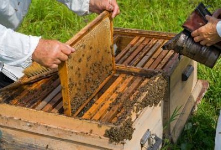 Fondurile europene destinate apiculturii au fost absorbite in totalitate