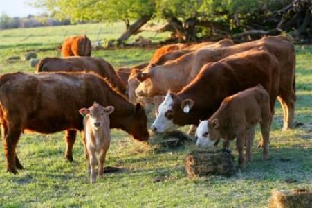Fonduri europene disponibile in noiembrie pentru ferme de vaci de carne si depozite de legume / fructe