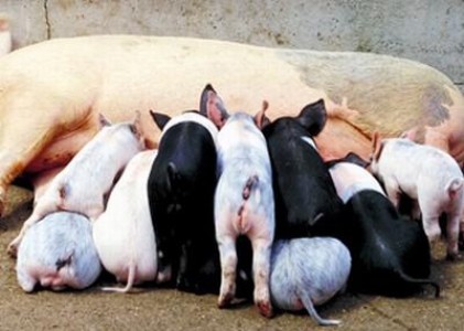 Fonduri europene pentru fermele de porcine, sectorul de reproductie