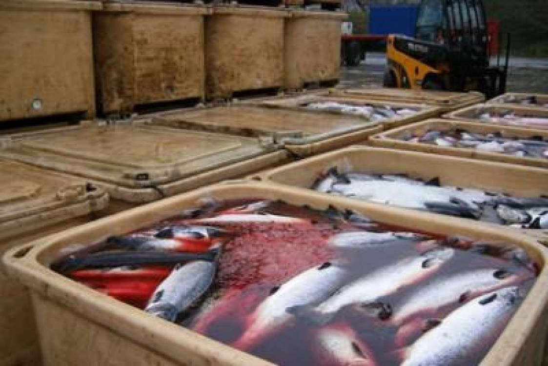 Fonduri europene: noi masuri deschise in cadrul Programului Operational pentru Pescuit