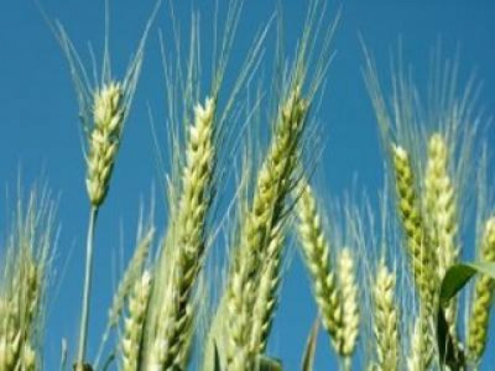 Anunt ANAF: Daca ati avut venituri din agricultura este OBLIGATORIU sa depuneti declaratia de venit pana pe 27 mai