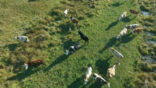 Fratia Bacilor Ardeleni, infiintata de 5 fermieri din Cluj