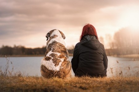 ANSVSA suspenda regulile pentru ucraineni. Pot sa-si aduca animalele in Romania