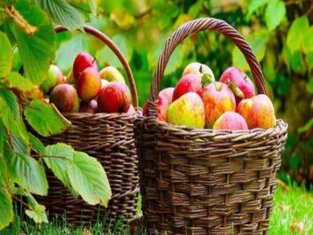 O noua schema de sprijin pentru producatorii de fructe