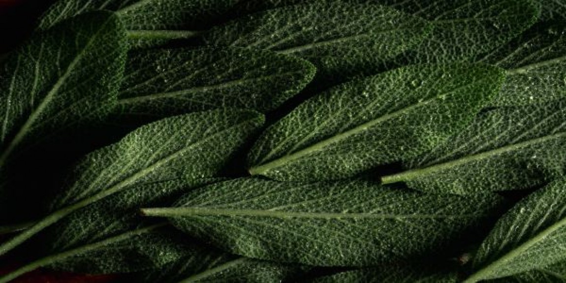 Cultivarea salviei. La ce poate fi folosita?