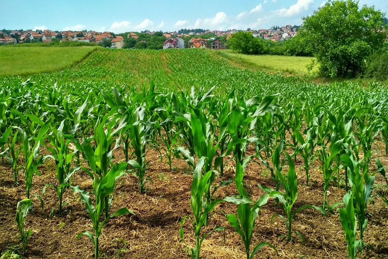 Cum actioneaza fungicidele si cand le aplici - particularitatile culturilor de cereale, rapita si soia