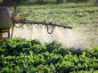 Ce sunt fungicidele si cum trebuie utilizate in culturile agricole