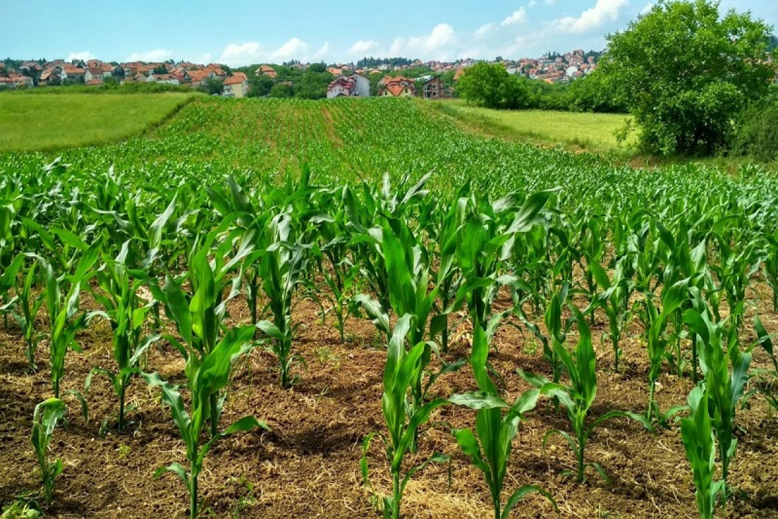 Cum actioneaza produsele fungicide si de ce sunt atat de necesare in agricultura?