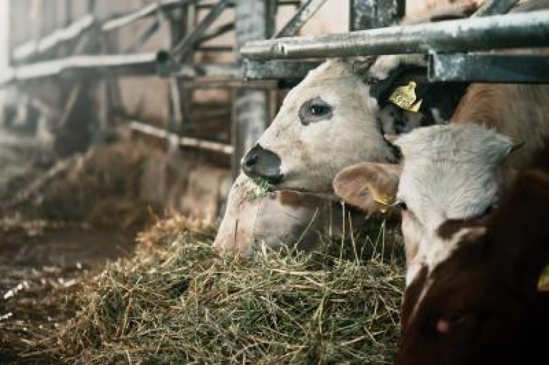 In atentia fermierilor si producatorilor de furaje