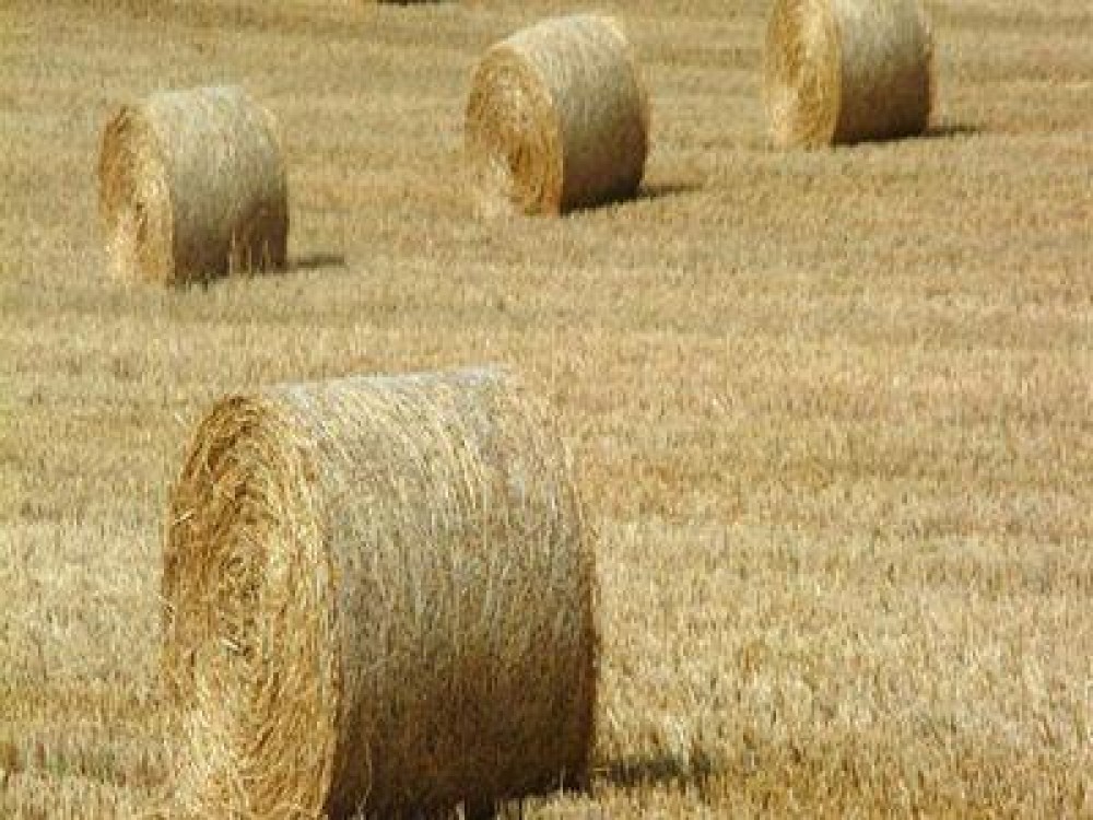 Sfaturi de la specialisti pentru producerea, depozitarea si distribuirea furajelor