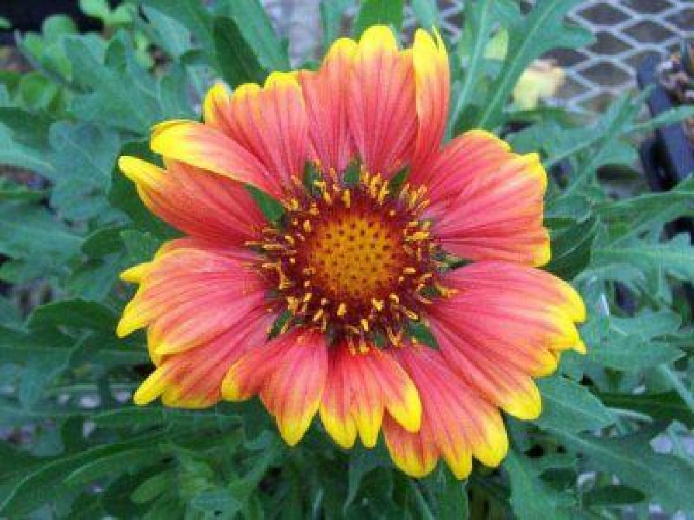 Plante perene care infloresc si toamna