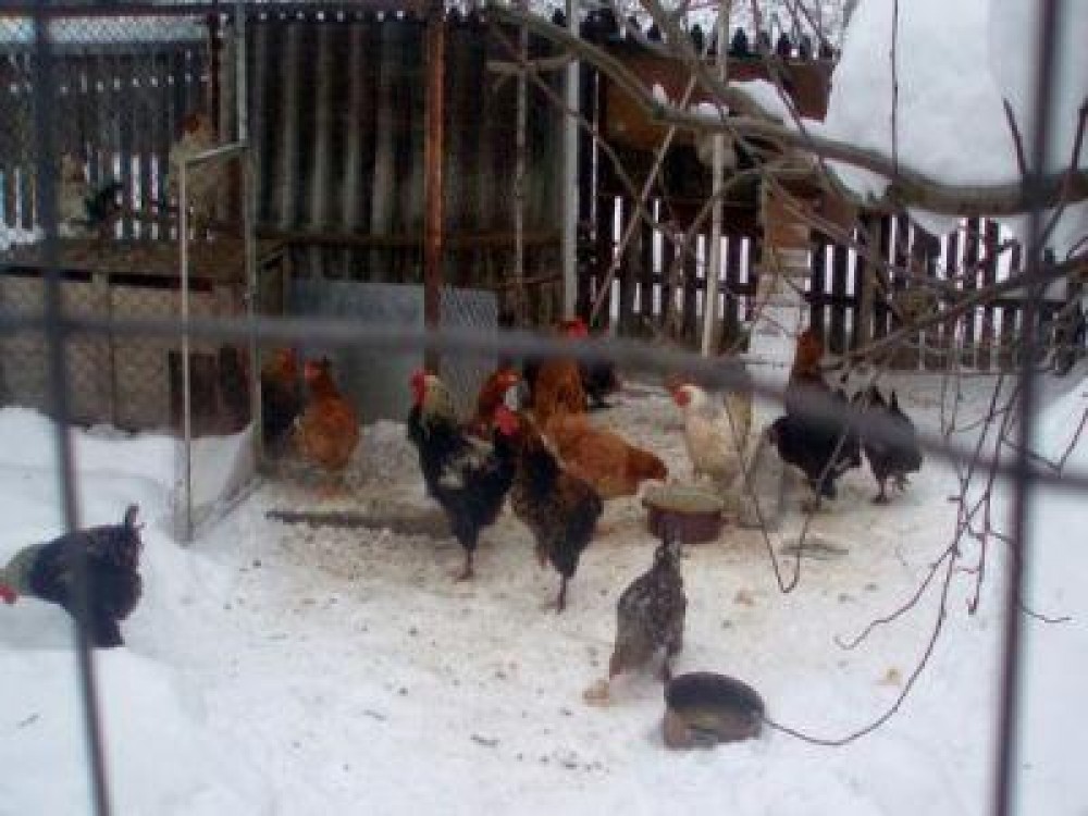 Recomandari de sezon pentru crescatorii de gaini