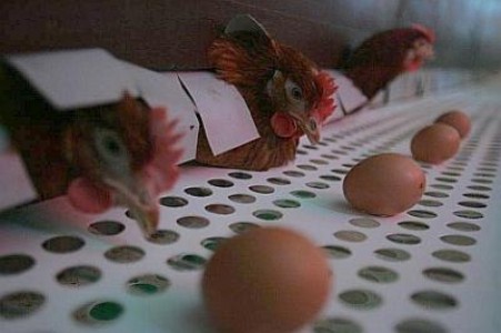 Mai comercializam sau nu ouale marcate cu cifra 3?