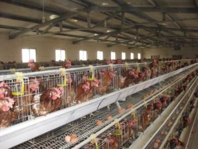 Crescatorii de pasari: Pretul oului a scazut la poarta avicolelor