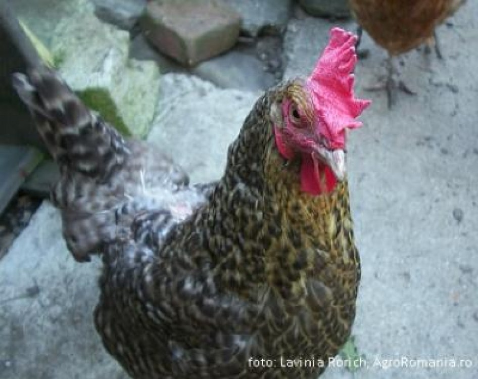 Infringement din cauza neimbunatatirii custilor pentru gainile ouatoare. Romania mai are la dispozitie doua luni pentru a se conforma