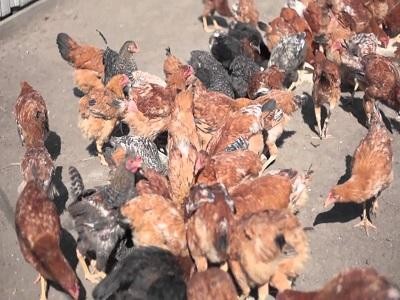 Crescatorii de porci si cei de pasari cer urgentarea adoptarii legislatiei care sustine investitiile in aceste sectoare