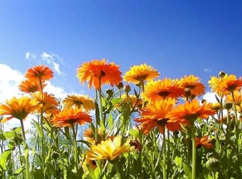 Cultivarea galbenelelor:  Calendula officinalis - semanatul