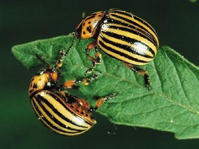 Tratamente fitosanitare recomandate de specialisti pentru combaterea gandacului de Colorado, manei si alternariozei la cartof