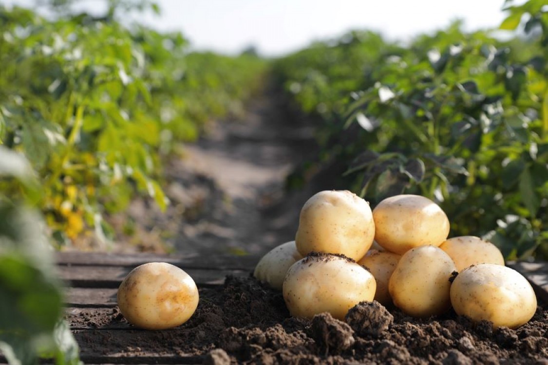 Gandacul din Colorado in cultura de cartofi: de ce momentul tratamentului conteaza mai mult decat produsul ales
