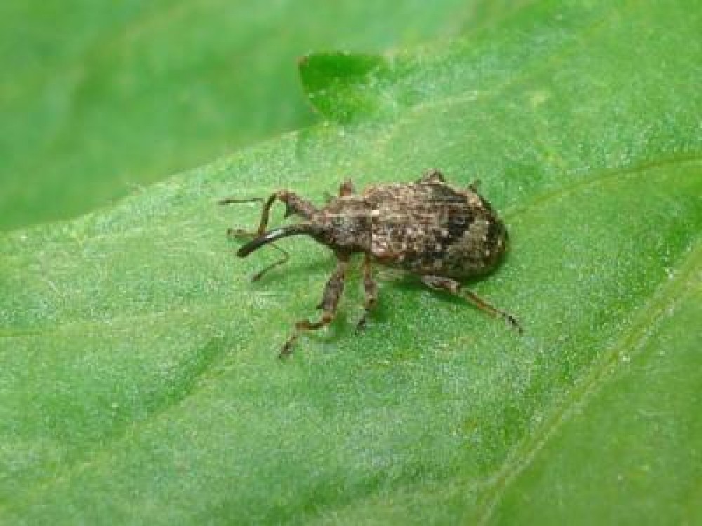 Tratamente pomi fructiferi (stropiri) in luna martie: Combaterea fainarii si a gargaritei florilor de mar