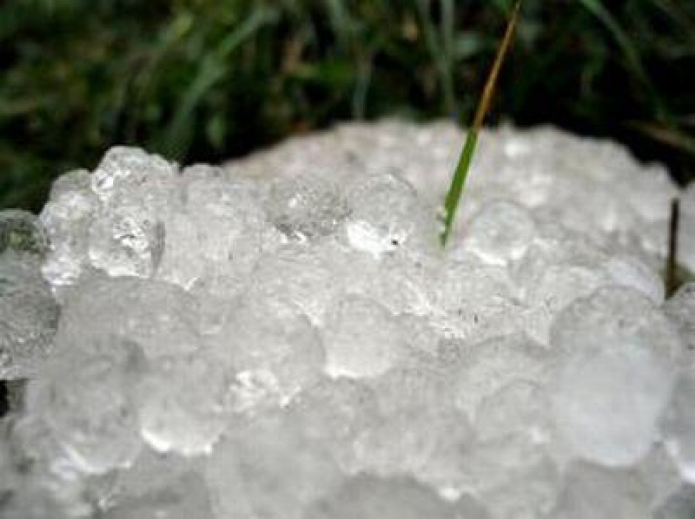 Zonal, se va produce fenomenul de descaltare a plantelor