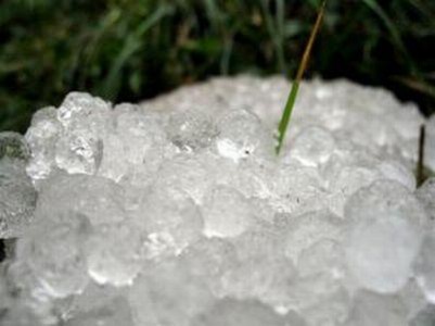 Zonal, se va produce fenomenul de descaltare a plantelor