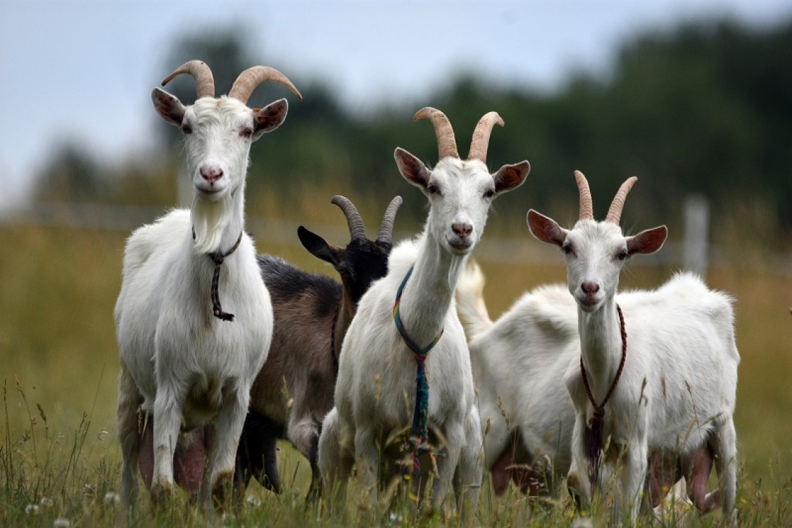 Alimentatia corecta. Ce trebuie sa respecte crescatorii de capre