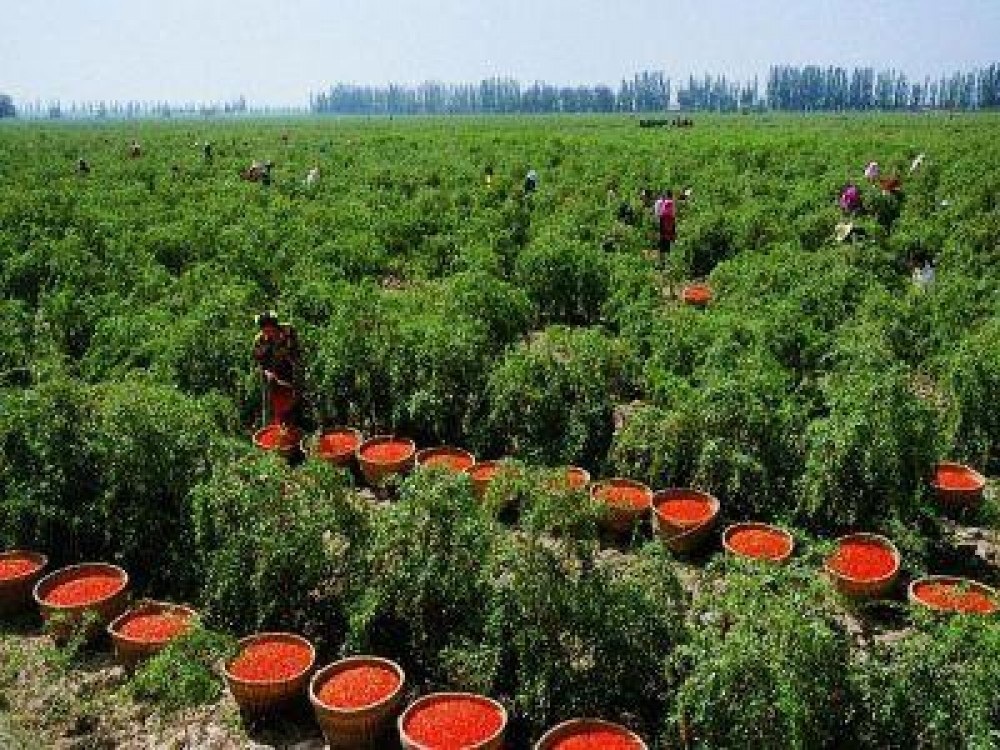 Cele mai banoase afaceri agricole in Romania?