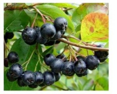 Afaceri profitabile in 2015: Trei fructe inedite din care romanii deja fac profit