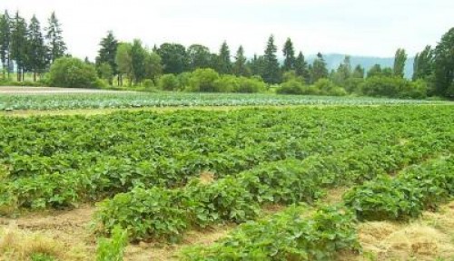 O suta de fermieri gorjeni obligati sa inapoieze banii din subventiile incasate ilegal