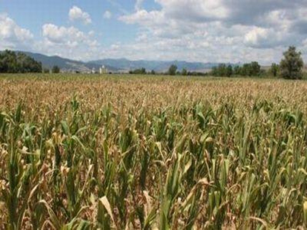 Buletin agrometeorologic pentru perioada 20-26 iulie