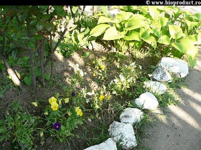 Gradina in luna iulie. Calendarul gradinarului - ingrijirea gradinii in iulie. 