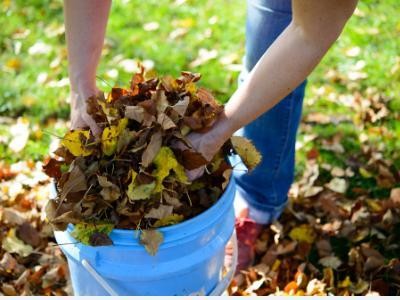 6 lucruri care iti pot distruge gradina si cum sa le eviti