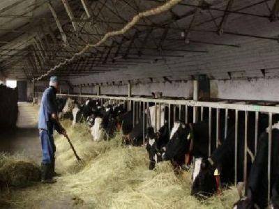 Vine frigul! Ce masuri trebuie luate pentru protejarea animalelor