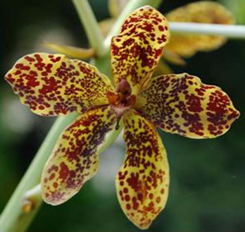 Grammatophyllum speciosum, cea mai mare orhidee din lume