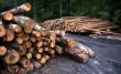Industria lemnului, ajutata cu granturi de 200.000 euro