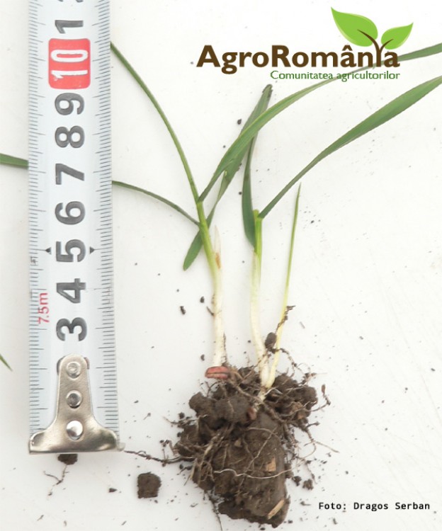 Prognoza agrometeorologica pentru perioada 24-30 noiembrie