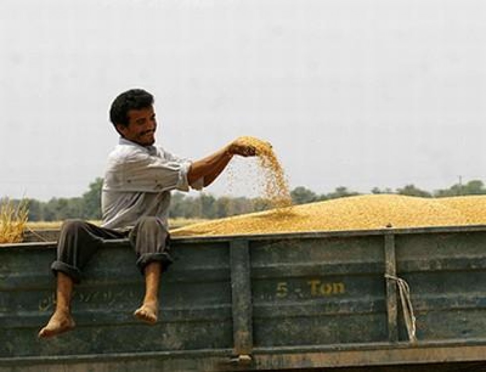 Ministrul agriculturii nu recunoaste ca agricultura e calamitata din pricina secetei