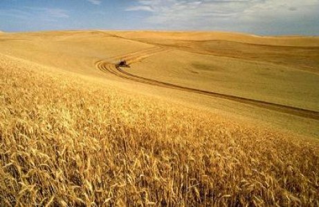 Industria de morarit-panificatie este un caz fericit, fiind industria care foloseste cei mai putini aditivi