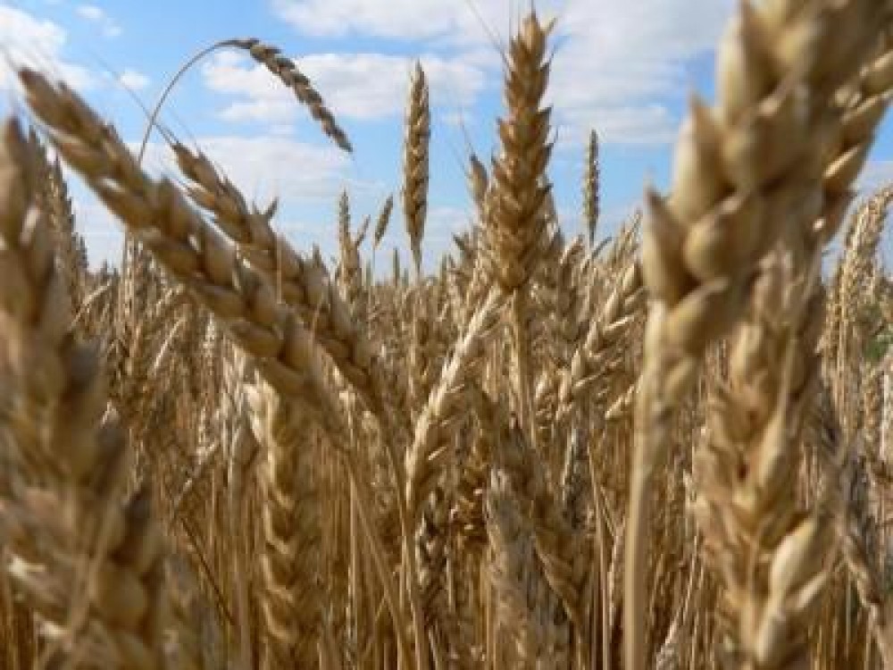 Buzau: Productia medie de grau este 1,8 tone la hectar