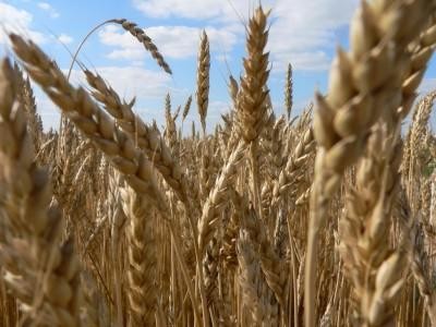 Buzau: Productia medie de grau este 1,8 tone la hectar