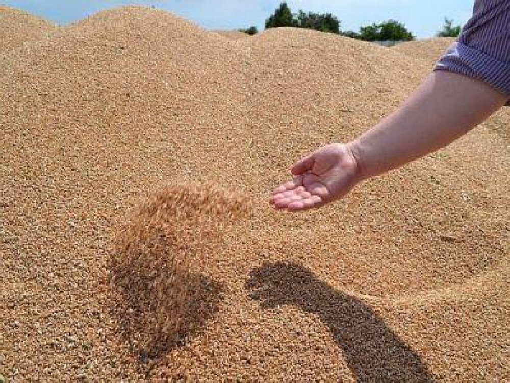 Rezervele de grau din Europa ar putea ajunge la cel mai scazut nivel din 2004 pana in prezent