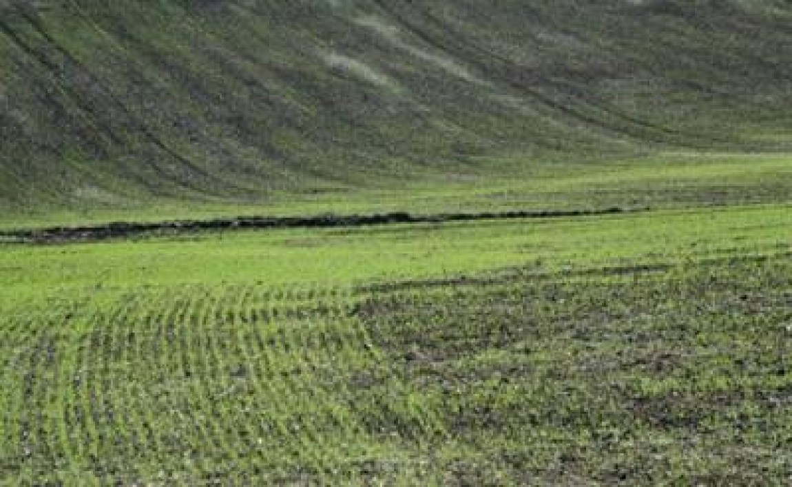 Fara o iarna calda, recolta de grau din 2012 va fi mult sub asteptari