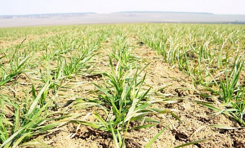 AGROSTAR protesteaza fata decizia Guvernului de a reduce suma ce trebuia alocata pentru plata directa pe suprafata in 2011 cu 73,35 euro/hectar