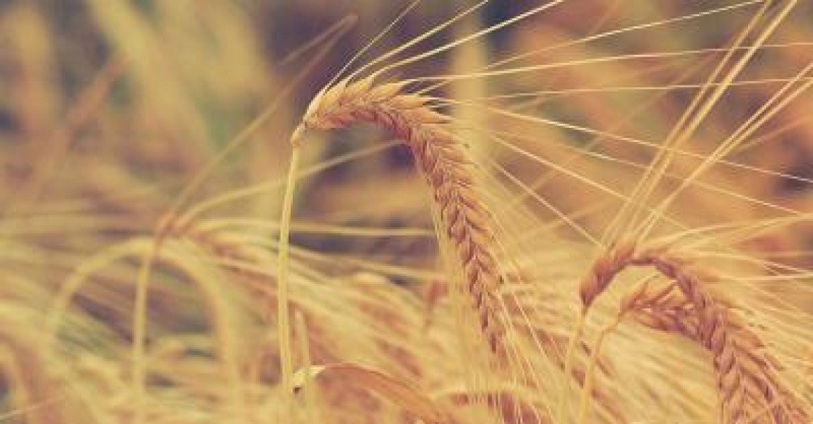 Agricultorii din Franta, aliati in cooperative mari de frica Rusiei