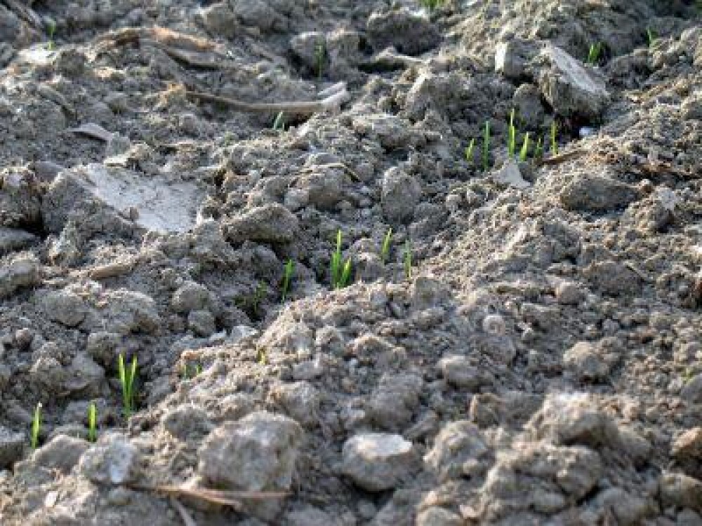 Ploile au salvat culturile de grau din aceasta toamna
