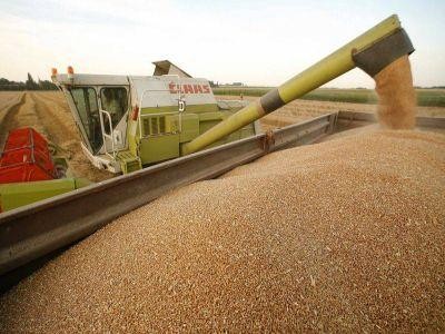 Productia de grau a Romaniei a depasit 10 milioane de tone in acest an